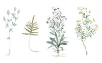 herbarium