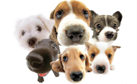 rimedi nautarli per i nostri animali